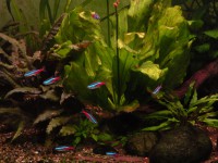 /album/acquariofilia/acquario-mau-1-jpg/